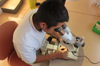 how to get dental work in mexico